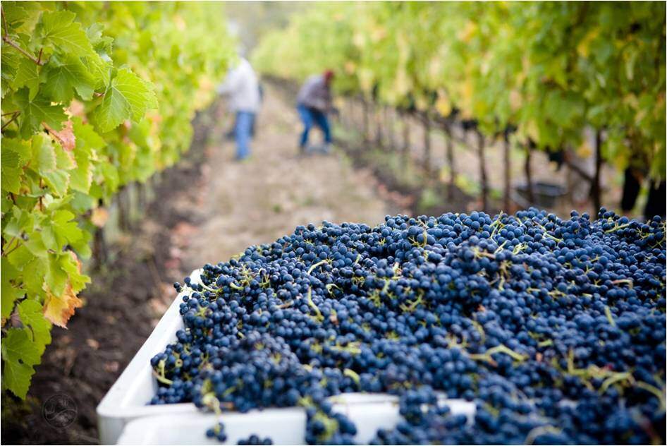 Herost - Wine tourism harvest